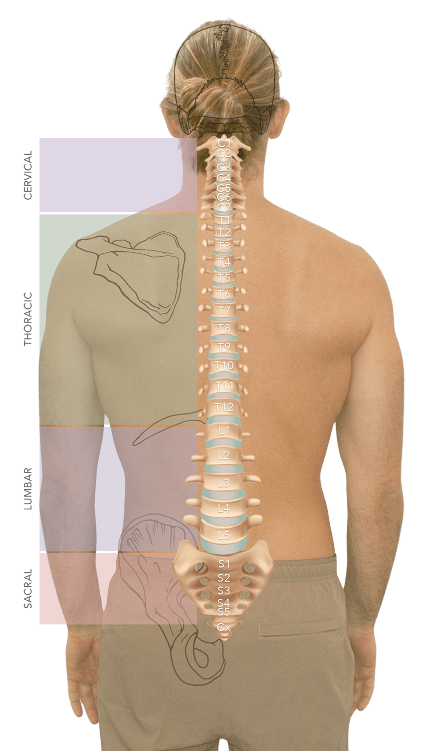 The 33 vertebrae and the cervical, thoracic, lumbar, and sacral regions