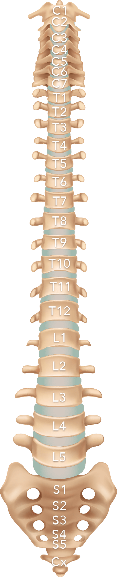Selected vertebra